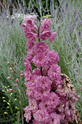 Pink Punch Larkspur (Delphinium 'Pink Punch') at Stonegate Gardens