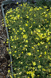 Lemon Drop Primrose (Oenothera 'Innoeno131') at A Very Successful Garden Center