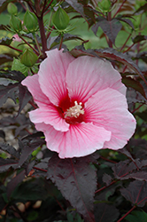 Summer Storm Hibiscus (Hibiscus 'Summer Storm') at Stonegate Gardens