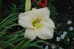 Early Snow Daylily (Hemerocallis 'Early Snow') at Lakeshore Garden Centres