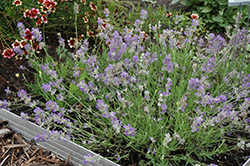 Ellagance Sky Lavender (Lavandula angustifolia 'Ellagance Sky') at A Very Successful Garden Center