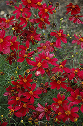 Red Satin Tickseed (Coreopsis 'Red Satin') at Stonegate Gardens