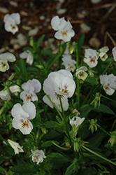 Painted Porcelain Pansy (Viola 'Painted Porcelain') at Stonegate Gardens