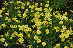 Galaxy Tickseed (Coreopsis 'Galaxy') at A Very Successful Garden Center