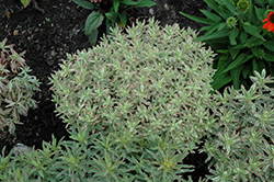 First Blush Spurge (Euphorbia polychroma 'First Blush') at A Very Successful Garden Center