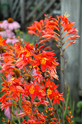 Prince Of Orange Crocosmia (Crocosmia 'Prince Of Orange') at Pathways To Perennials