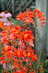 Prince Of Orange Crocosmia (Crocosmia 'Prince Of Orange') at Lakeshore Garden Centres