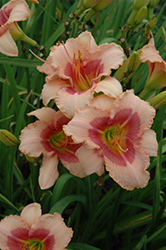Exotic Candy Daylily (Hemerocallis 'Exotic Candy') at A Very Successful Garden Center