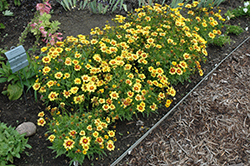 Enchanted Eve Tickseed (Coreopsis 'Enchanted Eve') at A Very Successful Garden Center