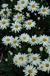 Whoops-A-Daisy Shasta Daisy (Leucanthemum x superbum 'Whoops-A-Daisy') at The Mustard Seed