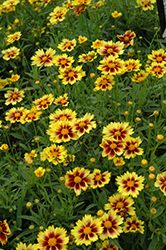 Enchanted Eve Tickseed (Coreopsis 'Enchanted Eve') at Lakeshore Garden Centres