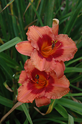Holiday Song Daylily (Hemerocallis 'Holiday Song') at A Very Successful Garden Center