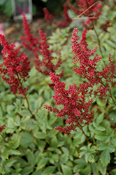 August Light Astilbe (Astilbe x arendsii 'August Light') at A Very Successful Garden Center