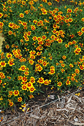 Lil' Bang Daybreak Tickseed (Coreopsis 'Daybreak') at A Very Successful Garden Center