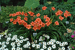 South Seas Daylily (Hemerocallis 'South Seas') at A Very Successful Garden Center