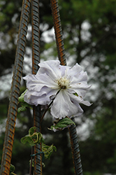 Crater Lake Clematis (Clematis 'Mazury') at A Very Successful Garden Center