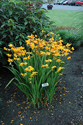 Walberton Yellow Crocosmia (Crocosmia 'Walcroy') at A Very Successful Garden Center