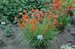 Prince Of Orange Crocosmia (Crocosmia 'Prince Of Orange') at Lakeshore Garden Centres