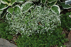 Diamond Frost Euphorbia (Euphorbia 'INNEUPHDIA') at A Very Successful Garden Center