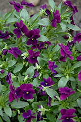 Anytime Plum Good Pansiola (Viola x wittrockiana 'Anytime Plum Good') at Lakeshore Garden Centres
