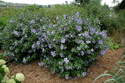 Blue Chiffon Rose of Sharon (Hibiscus syriacus 'Notwoodthree') at A Very Successful Garden Center