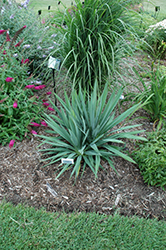 Excalibur Adam's Needle (Yucca filamentosa 'Excalibur') at A Very Successful Garden Center
