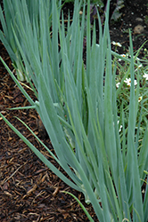 Spring Onion (Allium fistulosum) at A Very Successful Garden Center