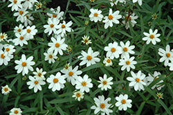 Star White Zinnia (Zinnia angustifolia 'Star White') at Lakeshore Garden Centres