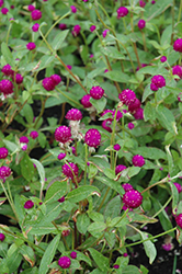 Qis Purple Gomphrena (Gomphrena 'Qis Purple') at A Very Successful Garden Center