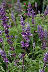 Evolution Violet Salvia (Salvia farinacea 'Evolution Violet') at A Very Successful Garden Center