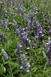 Blue Frost Salvia (Salvia farinacea 'Blue Frost') at A Very Successful Garden Center