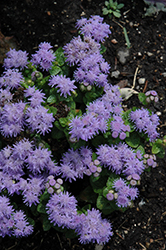 Blue Danube Flossflower (Ageratum 'Blue Danube') at A Very Successful Garden Center