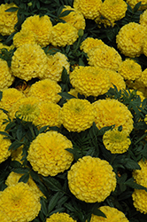 Taishan Yellow Marigold (Tagetes erecta 'Taishan Yellow') at Lakeshore Garden Centres