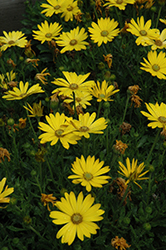 Zion Pure Yellow African Daisy (Osteospermum 'Zion Pure Yellow') at Lakeshore Garden Centres