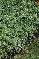 Licorice Splash Licorice Plant (Helichrysum petiolare 'Licorice Splash') at Lakeshore Garden Centres