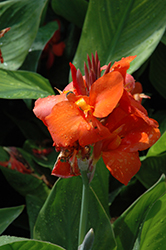 Cannova Red Canna (Canna 'Cannova Red') at A Very Successful Garden Center