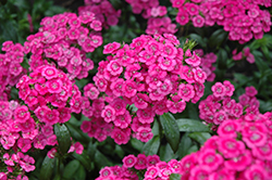 Jolt Pink Swirl Hybrid Pinks (Dianthus 'Jolt Pink Swirl') at Stonegate Gardens