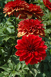 Dahlinova Hypnotica Red Dahlia (Dahlia 'Hypnotica Red') at A Very Successful Garden Center
