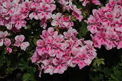 Sarita Soft Pink Splash Geranium (Pelargonium 'Sarita Soft Pink Splash') at Lakeshore Garden Centres