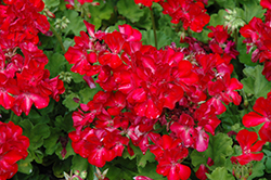 Big Ezee Red Geranium (Pelargonium 'Big Ezee Red') at A Very Successful Garden Center