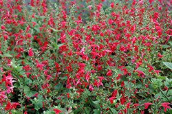 Summer Jewel Red Sage (Salvia 'Summer Jewel Red') at Lakeshore Garden Centres