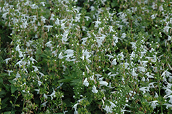 Summer Jewel White Sage (Salvia 'Summer Jewel White') at A Very Successful Garden Center