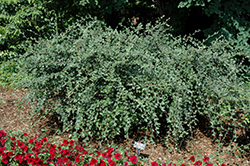 Chinese Cotoneaster (Cotoneaster dielsianus) at A Very Successful Garden Center