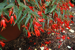 Santa Cruz Begonia (Begonia boliviensis 'Santa Cruz') at Lakeshore Garden Centres