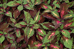 Marquee Special Effects Coleus (Solenostemon scutellarioides 'Special Effects') at A Very Successful Garden Center