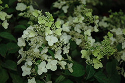 White Blush Hydrangea (Hydrangea paniculata 'White Blush') at A Very Successful Garden Center