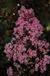 Delta Fuchsia Crapemyrtle (Lagerstroemia indica 'Delef') at A Very Successful Garden Center