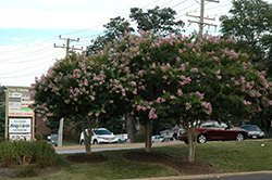 Choctaw Crapemyrtle (Lagerstroemia 'Choctaw') at Stonegate Gardens