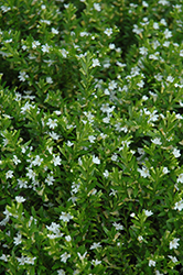 White False Heather (Cuphea hyssopifolia 'Alba') at A Very Successful Garden Center