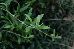 Mission Olive (Olea europaea 'Mission') at A Very Successful Garden Center